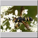 Conops flavipes - Dickkopffliege w07a.jpg